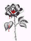 rose.jpg